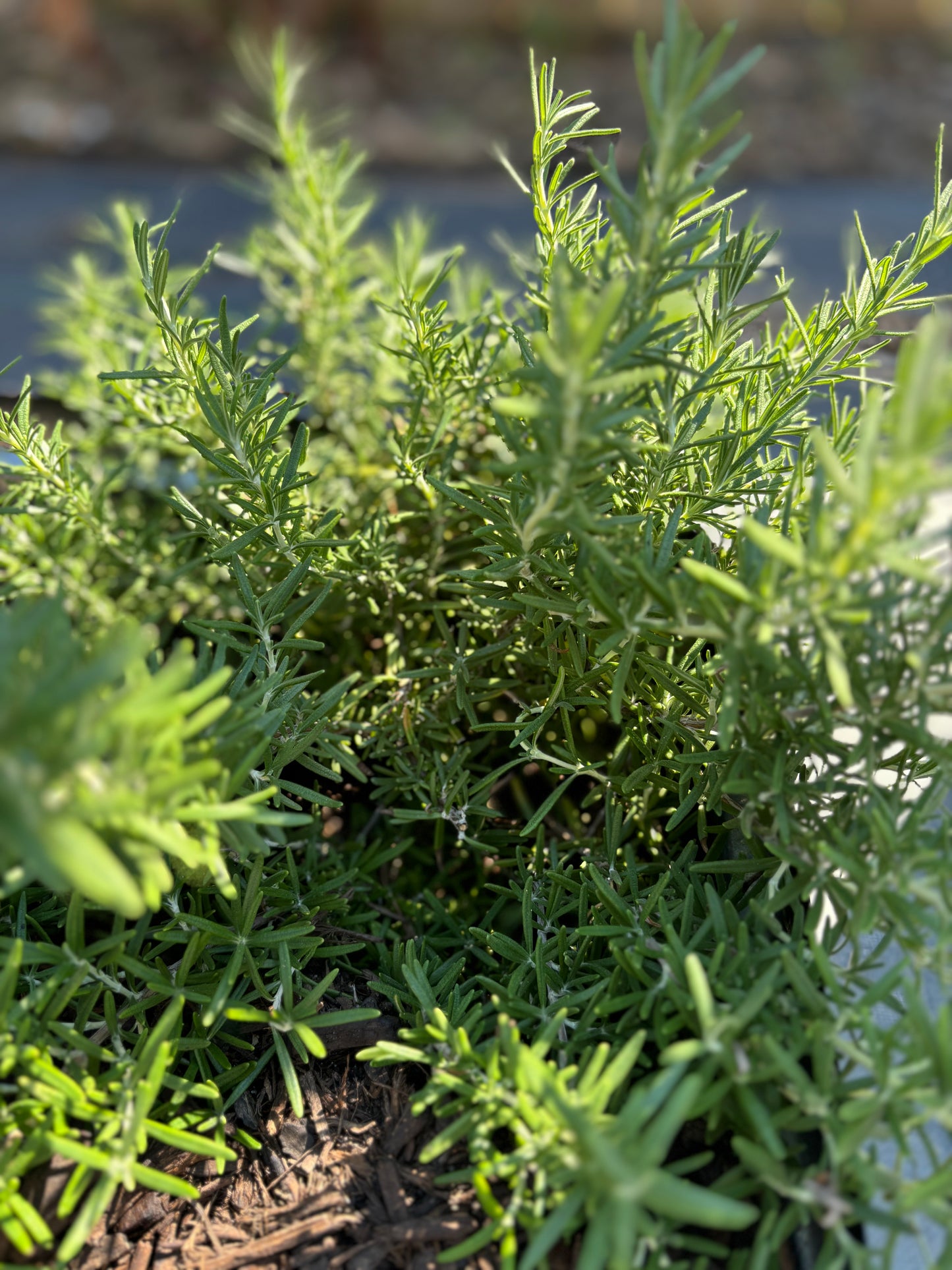 Rosemary from the Garden – Flavorful and Fragrant