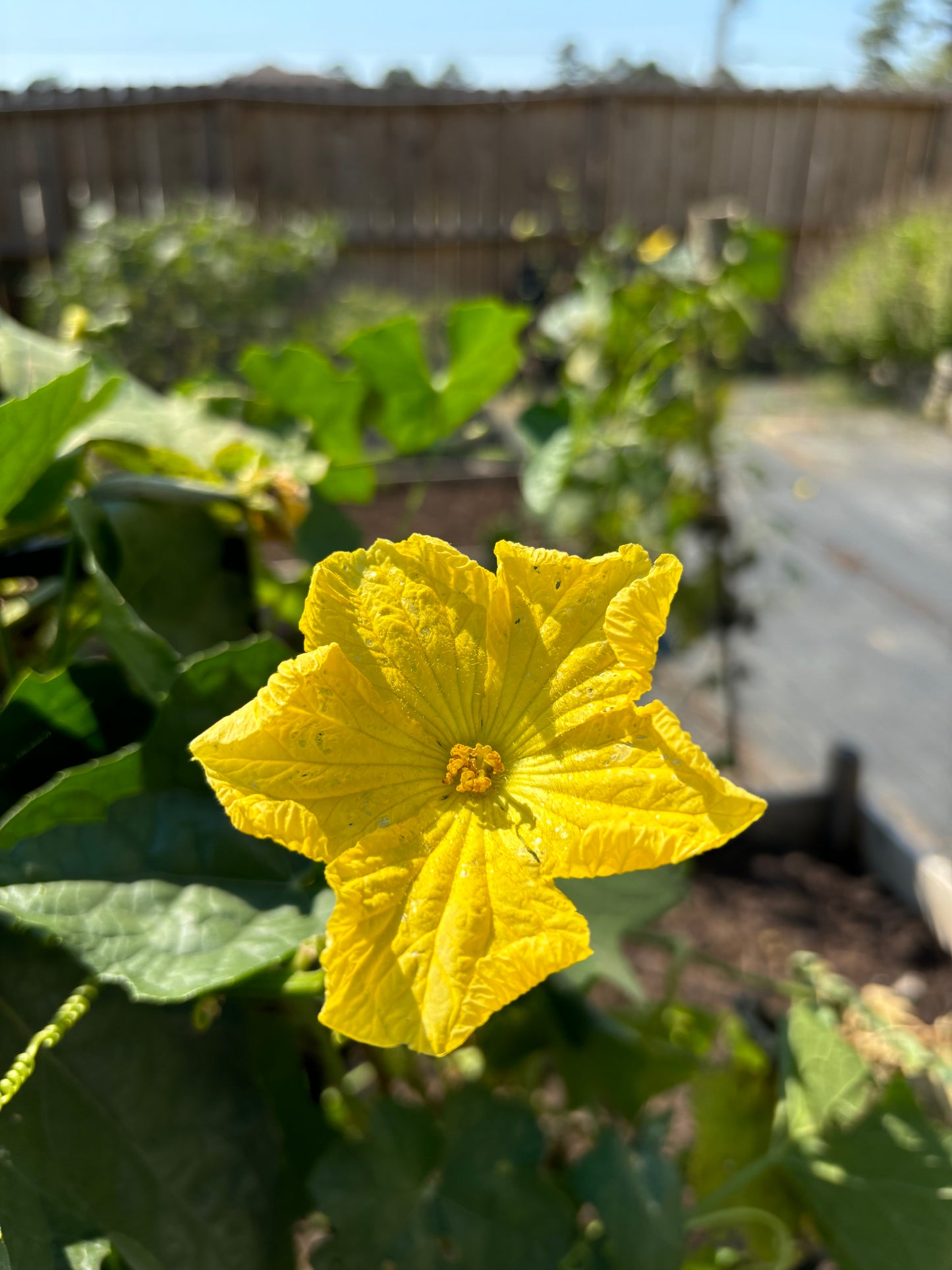 Upcoming Products! Fresh Luffa from the Garden