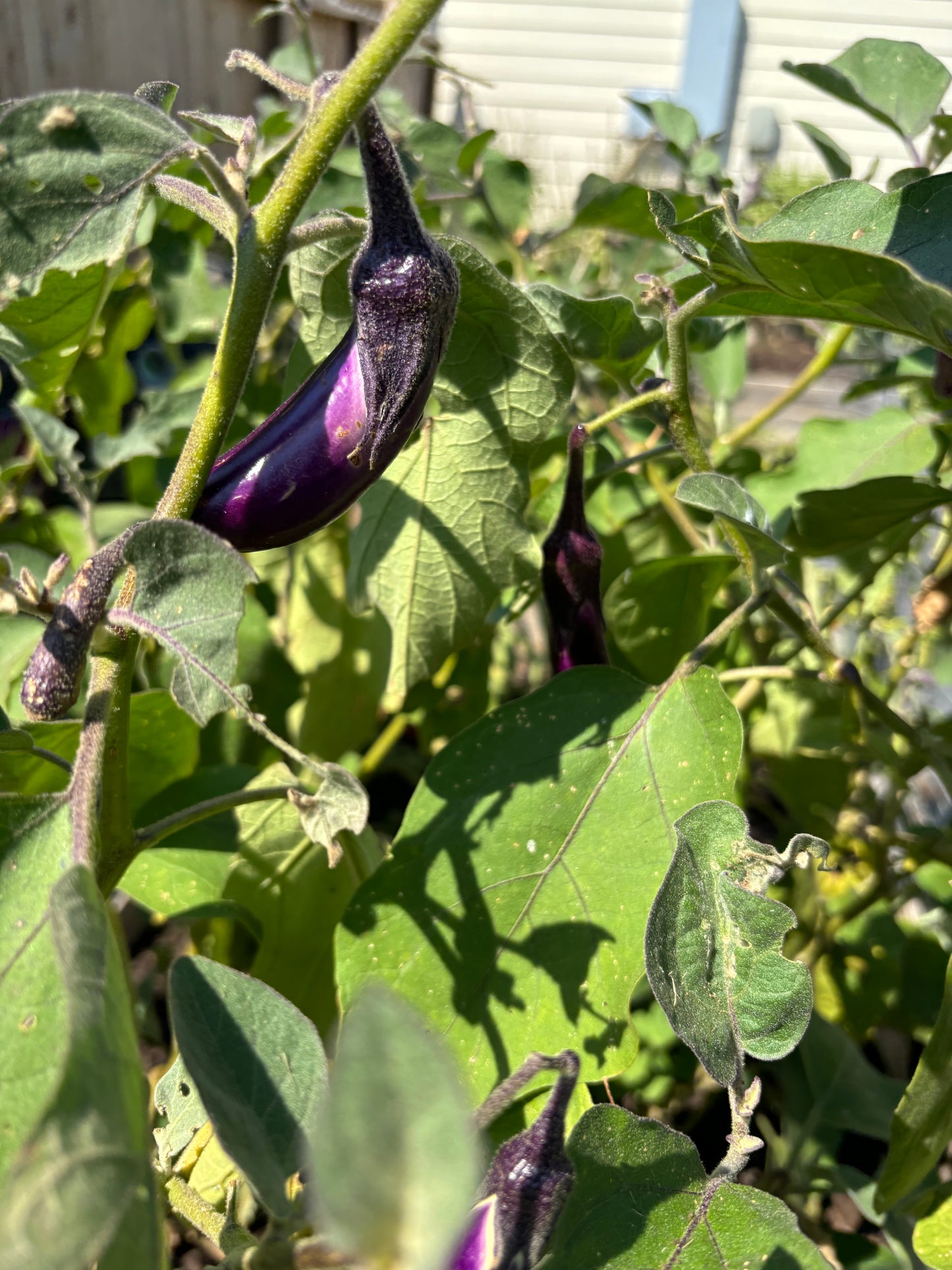 Upcoming Products! Fresh Chinese Eggplant from the Garden