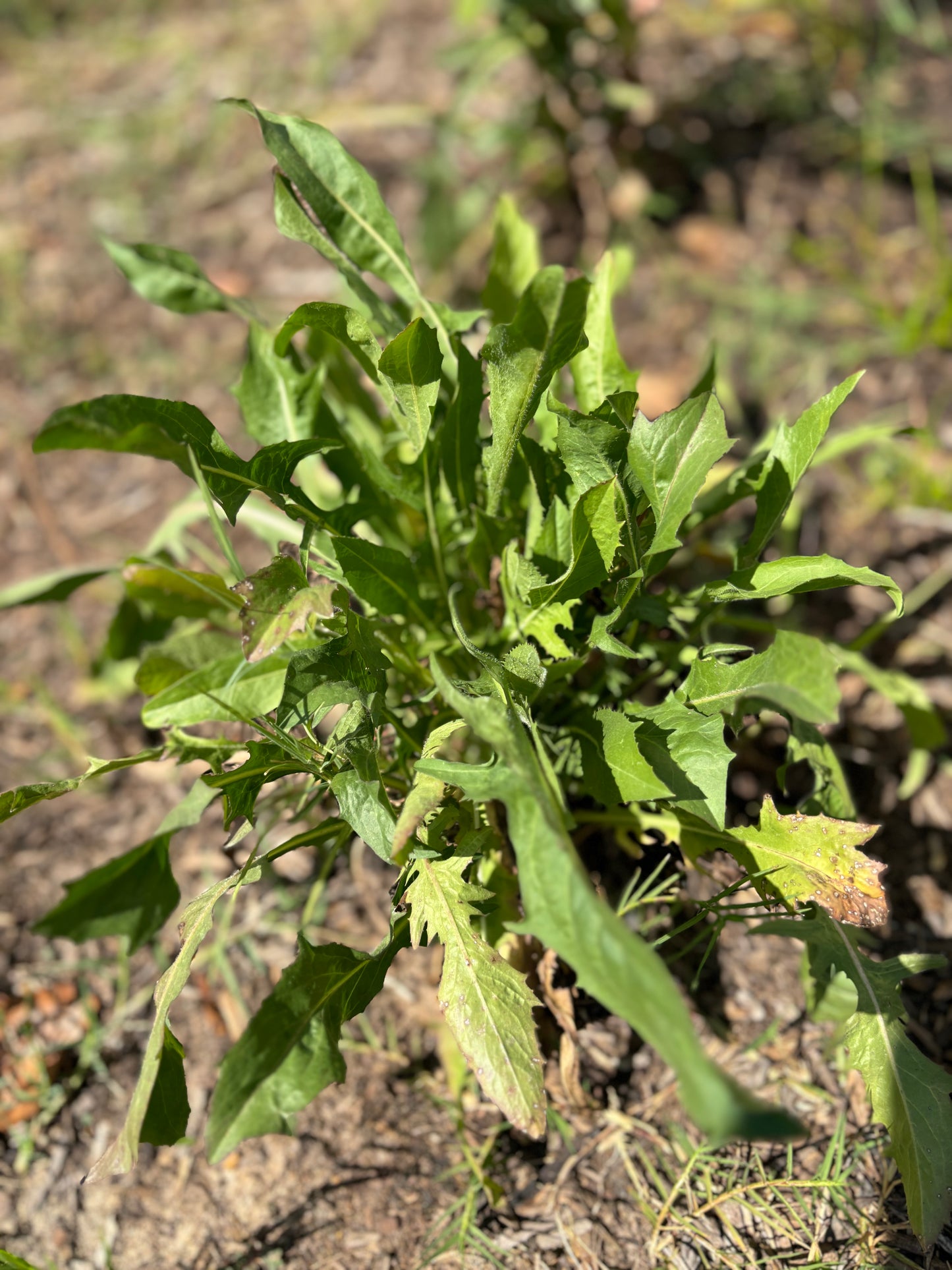 Upcoming Products! Chicory from the Garden – A Versatile Plant for Culinary use.