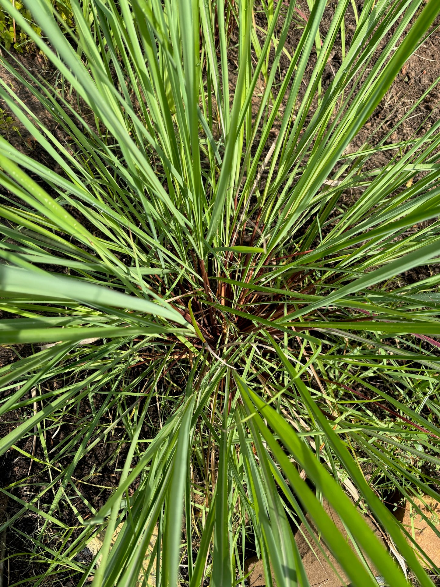 Lemon Grass Bunches