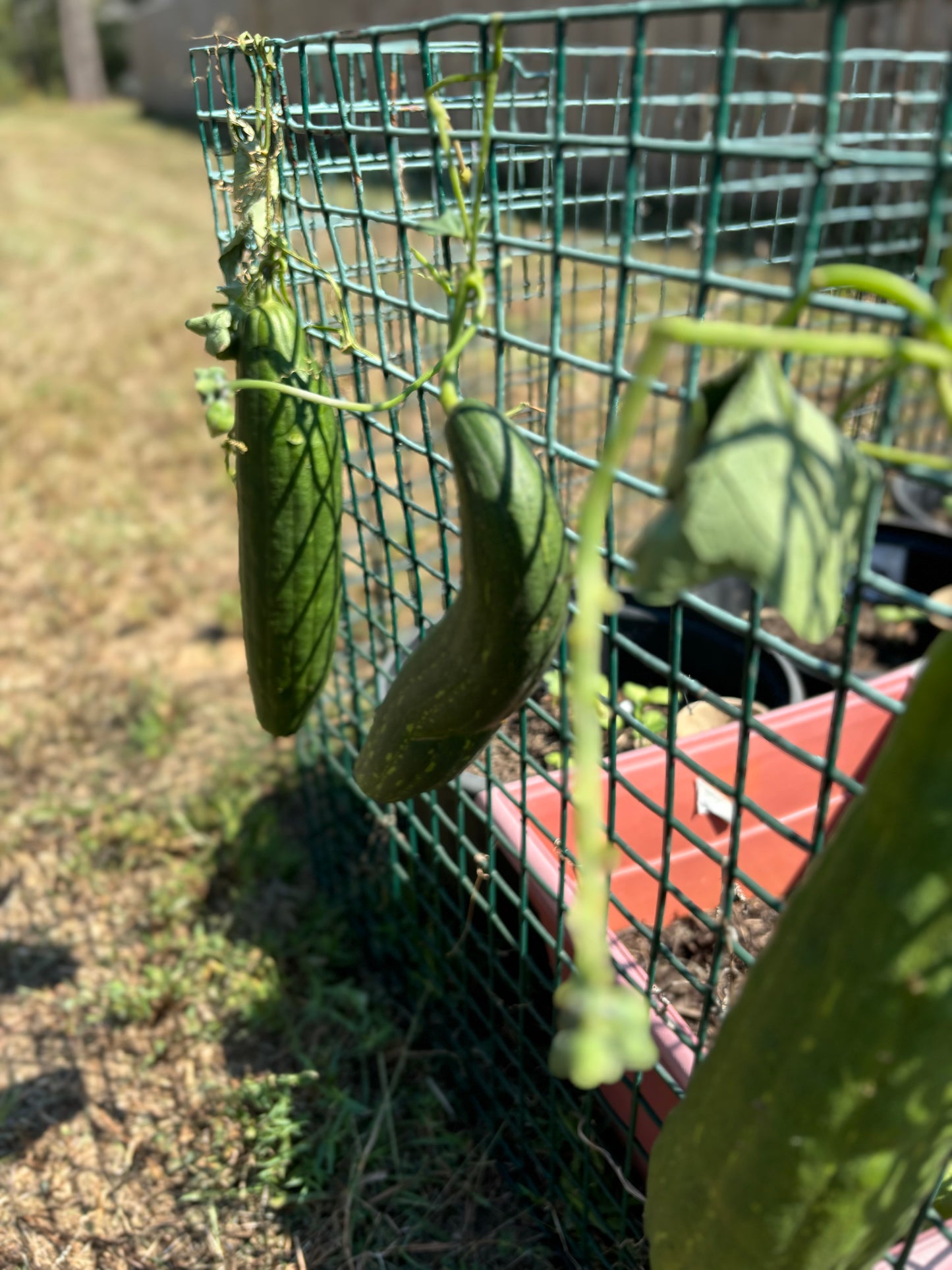 Upcoming Products!  Fresh Luffa from the Garden