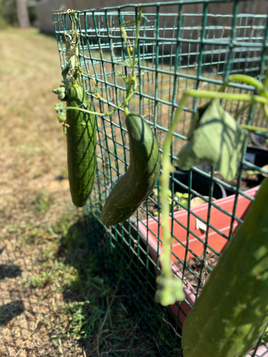 Upcoming Products!  Fresh Luffa from the Garden
