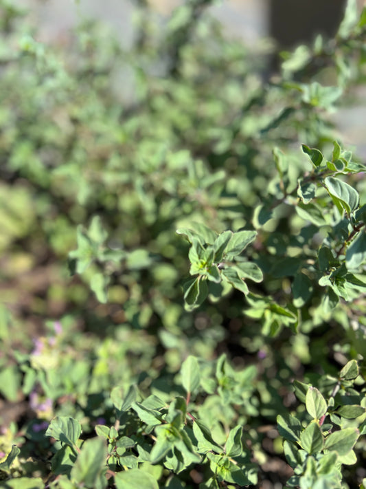 Oregano from the Garden – A Bold and Flavorful Herb  Our garden-fresh oregano is a must-have herb for addi