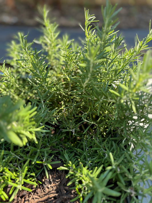 Rosemary from the Garden – Flavorful and Fragrant