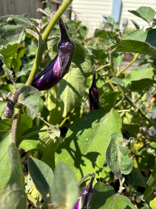 Upcoming Products! Fresh Chinese Eggplant from the Garden