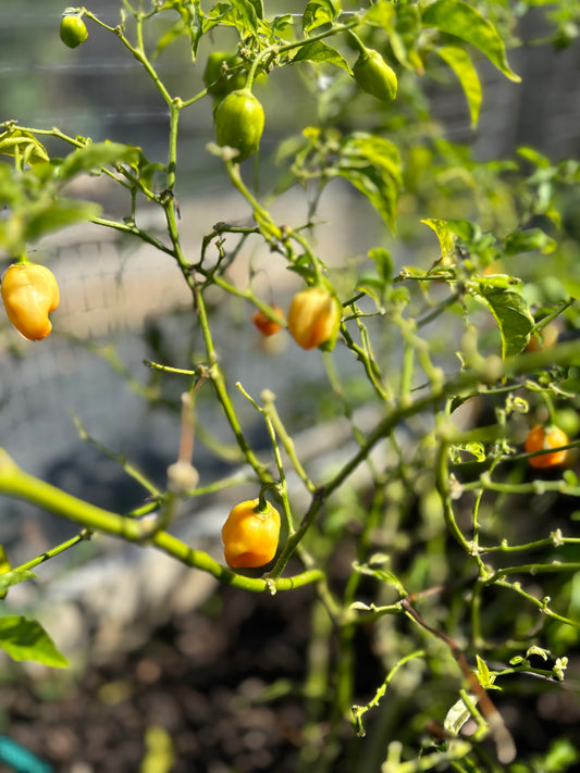 Upcoming Products!  Fresh Habanero Peppers from the Garden