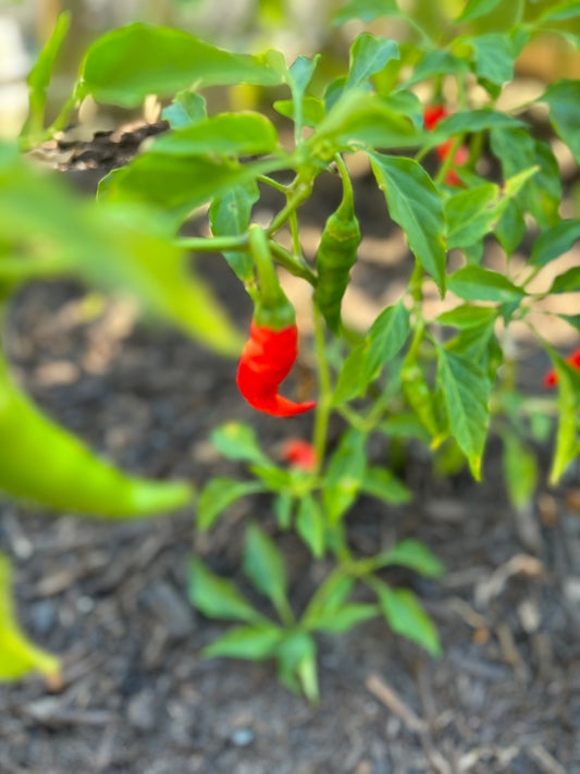 Upcoming Products! Fresh Cayenne Peppers from the Garden