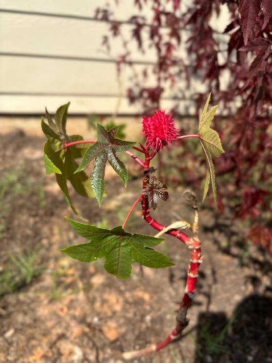 Upcoming Products! Castor Oil Plant from the Garden